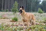 MALINOIS 554